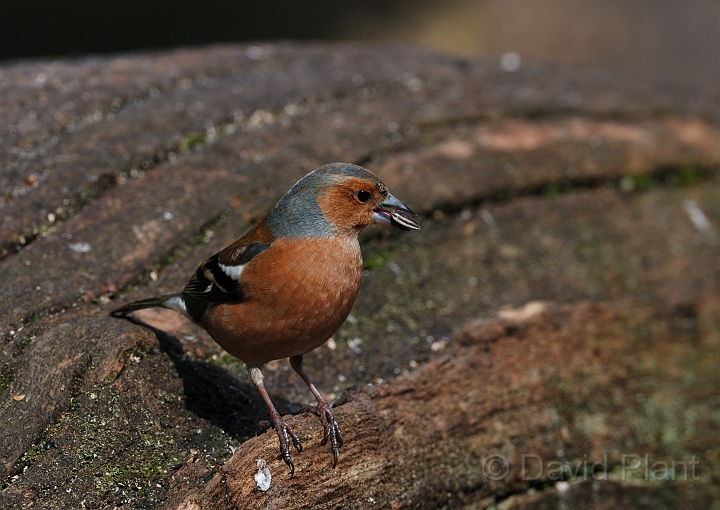 Chaffinch male - I.jpg - Chaffinch, male eating a seed - Forest of Dean